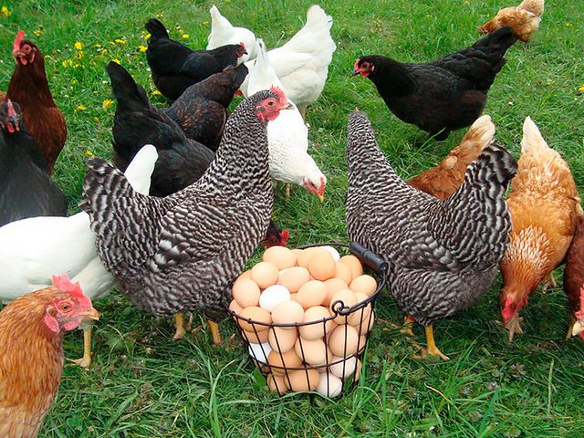 Содержание кур и уход за ними | ЗооТом - продажа, вязка и услуги для животных в Поронайске