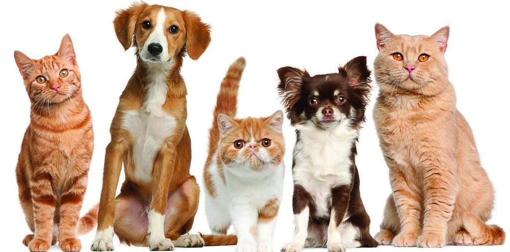 Доска объявлений о животных | ЗооТом - продажа, вязка и услуги для животных в Поронайске