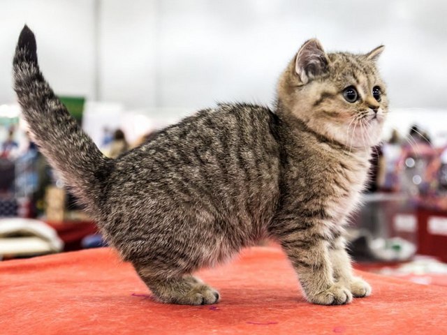 Породы кошек в Поронайске | ЗооТом портал о животных