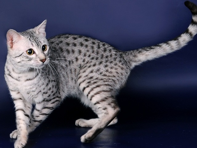 Породы кошек в Поронайске | ЗооТом портал о животных