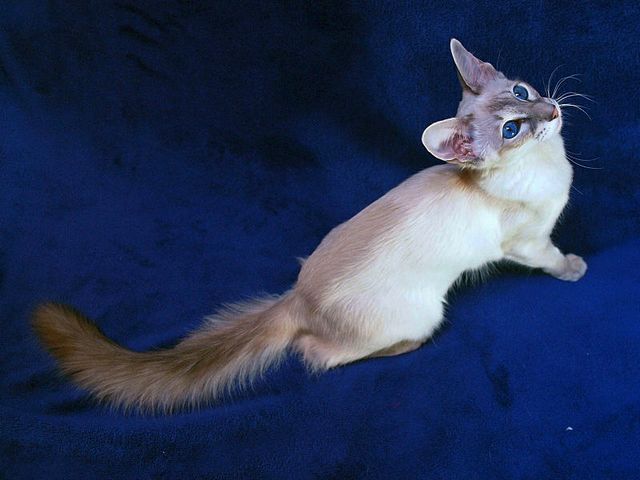 Выведенные породы кошек в Поронайске | ЗооТом портал о животных