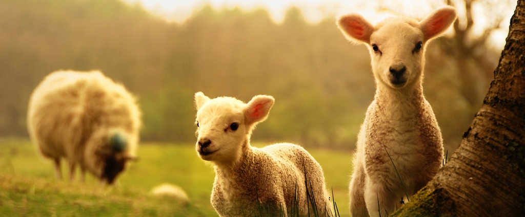 Объявления о сельскохозяйственных животных | ЗооТом - продажа, вязка и услуги для животных в Поронайске
