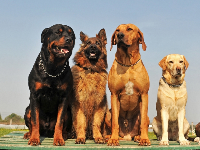 Крупные породы собак в Поронайске | ЗооТом портал о животных