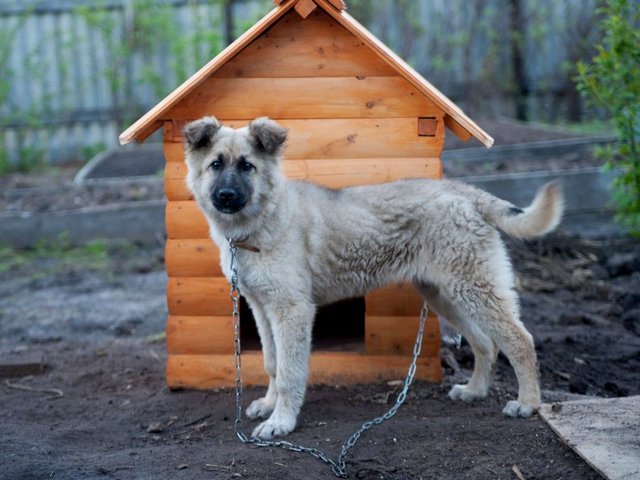 Все о собаках в Поронайске Все о собаках в Поронайске